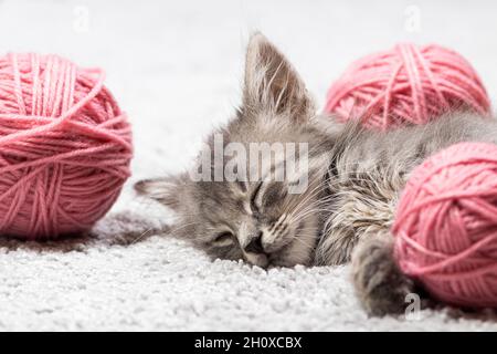 Ein kleines flauschiges graues Kätzchen schläft mit rosa Garnbällen. Stockfoto