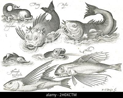 Nicolaes de Bruyn - fünf mythische Fische, darunter ein mythischer (stilisierter) Delfin, und zwei fliegende Fische - c1594 Stockfoto