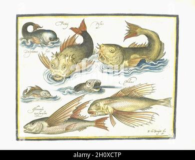 Nicolaes de Bruyn - fünf mythische Fische, darunter ein mythischer (stilisierter) Delfin, und zwei fliegende Fische - c1594 Stockfoto