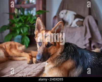 Schäferhund schaut auf die Kamera, im Hintergrund 2 Hunde, Teil eines Hundes, der faul leuchtet. Alte englische Bulldogge, außer Fokus, schläft auf einem Chai Stockfoto