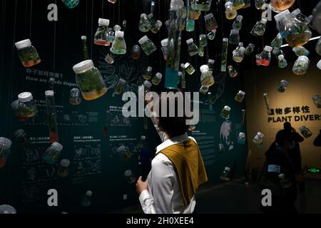 Kunming, Chinas Provinz Yunnan. Oktober 2021. Ein Besucher sieht Proben mit gekeimten Samen im Kunming Botanical Garden in Kunming, südwestlich der chinesischen Provinz Yunnan, 15. Oktober 2021. Quelle: Li Yahui/Xinhua/Alamy Live News Stockfoto