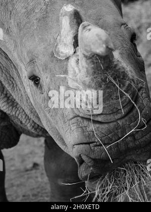 Das Nashorn ernährt sich von Stroh aus der Nähe in schwarz-weiß Stockfoto