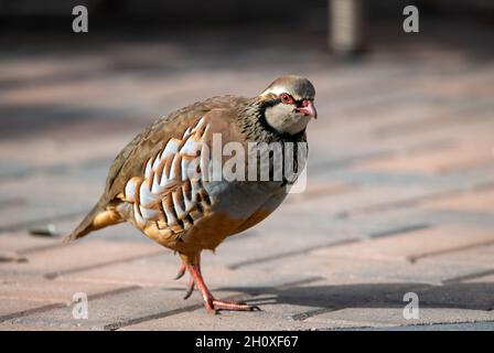 Rotbeinige Rebhuhn in einer Gartenanlage Stockfoto