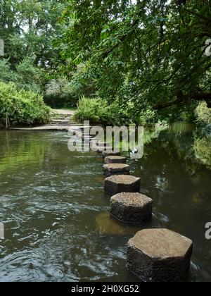 Eine Reihe von Trittsteinen über den Fluss Mole am Fuße des Box Hill, die den Weg über das glasige, von Bäumen gesäumte Wasser markieren. Stockfoto