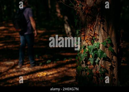 Einsamer Wanderer mit Rucksack, der allein im Wald in Baumschatten steht, Baum mit Efeu vor ihm Stockfoto
