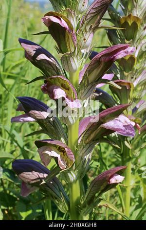 Acanthus balcanicus, Acanthus hungaricus, Acanthaceae. Wildpflanze im Sommer geschossen. Stockfoto