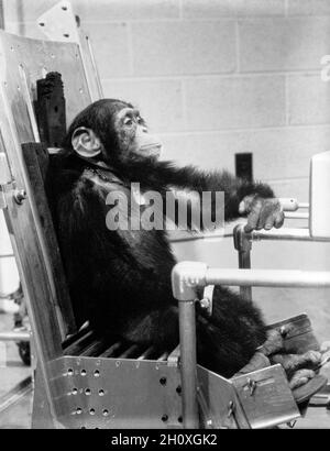 (31 Jan. 1961) - - - Schimpanse 'Ham' während des Preflight Aktivität mit einem seiner Handler vor der Mercury-Redstone 2 (MR-2) Test Flight, die am 31.01.1961, durchgeführt wurde. Stockfoto
