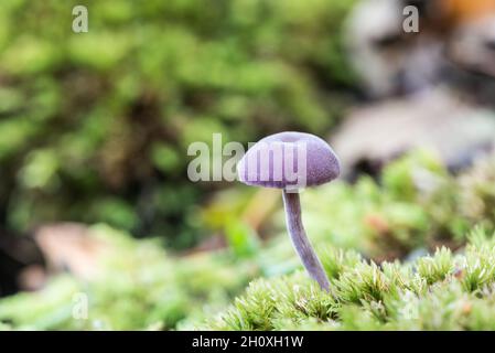 Amethyst deceiver (Laccaria amethystina) Stockfoto