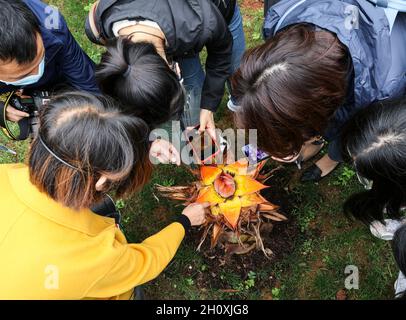 Kunming, Chinas Provinz Yunnan. Oktober 2021. Menschen fotografieren eine Pflanze in den Fuligong Gewächshäusern im Botanischen Garten Kunming in Kunming, südwestlich der chinesischen Provinz Yunnan, 14. Oktober 2021. Quelle: Lan Hongguang/Xinhua/Alamy Live News Stockfoto