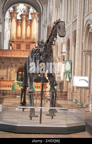 Blick von vorne, „Dippy“. Diplodocus carnegie, Sauropode, Dinosaurier. Ausgestellt im Kirchenschiff der Kathedrale von Norwich, 2021. Hochaltar Orgel Pfeifen Hintergrund. Stockfoto