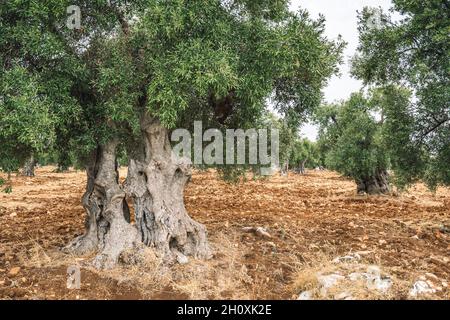 Schöne weltliche Olivenbäume in einem landwirtschaftlichen Feld ähnlich einer Skulptur im Herbst Stockfoto