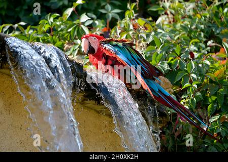 Grünflügelara (Ara chloroptera) neben einem Wasserfall Stockfoto