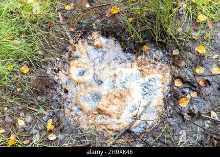 narodni prirodni rezervace Geopark SOOS, Karlovarsky kraj, Ceska republika / nationales Naturreservat SOOS, Westböhmen, Tschechische republik Stockfoto