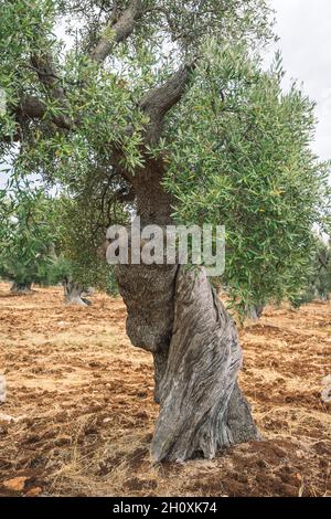 Schöne weltliche Olivenbäume in einem landwirtschaftlichen Feld ähnlich einer Skulptur im Herbst, vertikal Stockfoto