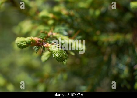 Nahaufnahme von Tannenknospen auf grünem Hintergrund. Stockfoto