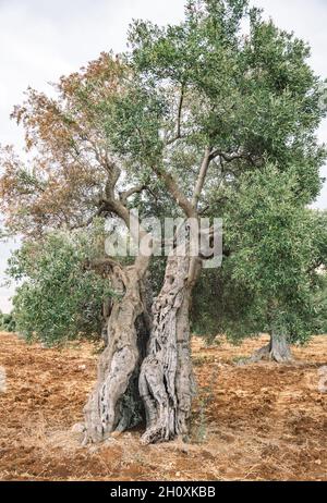 Schöne weltliche Olivenbäume in einem landwirtschaftlichen Feld ähnlich einer Skulptur im Herbst, vertikal Stockfoto