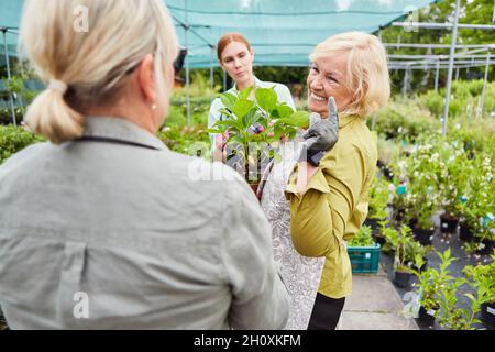 Im Gewächshaus der Gärtnerei arbeiten drei Frauen des Gärtnerteams zusammen Stockfoto