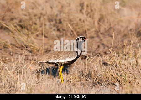 Ein schwarzer Korhaan aus dem Norden, Afrotis, ist afraoides. Botswana Stockfoto