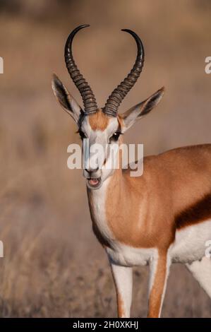 Porträt eines Springbocks, Antidorcas marsupialis. Botswana Stockfoto