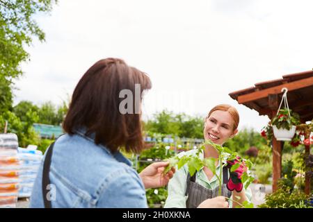 Der junge Blumenhändler im Gartencenter gibt dem Kunden eine Empfehlung beim Kauf von Blumen Stockfoto