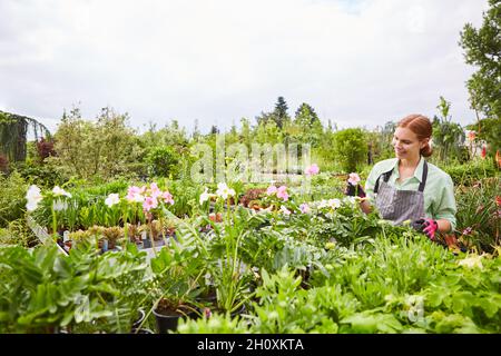 Junge Frau als Gärtnerschülerin, die in der Gärtnerei für Blumen und Pflanzen sorgt Stockfoto