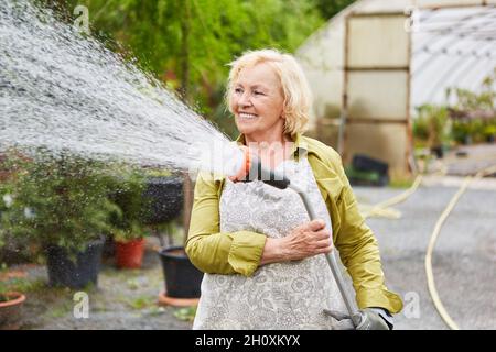 Ältere Frau als Gärtnerin, die Blumen im Gartencenter oder in der Gärtnerei gießt Stockfoto