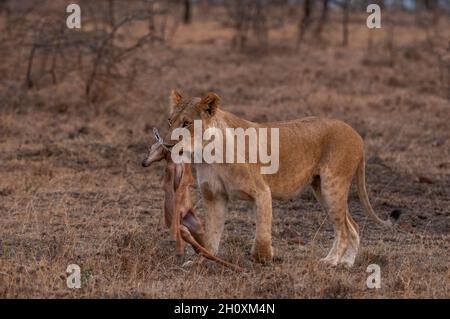 Eine Löwin, Panthera leo, brachte ihren Jungen einen neugeborenen Impala-Kill, Aepyceros melampus. Mara National Reserve, Kenia. Stockfoto