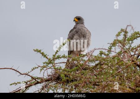 Ein östlicher, chantender Goshawk, Melierax poliopterus, der in einem Baum sticht. Samburu-Nationalpark, Kenia. Stockfoto