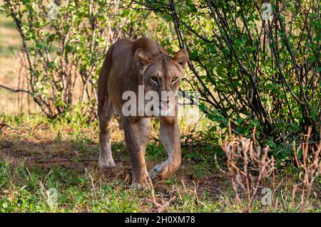 Porträt einer Löwin, Panthera leo, die zwischen Sträuchern läuft. Samburu-Nationalpark, Kenia. Stockfoto