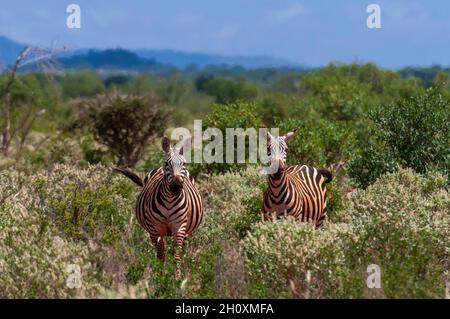 Porträt zweier Grants Zebras, Equus quagga boehmi, im Gestrüpp, beim Betrachen der Kamera. Lualenyi Game Reserve, Malindi, Kenia. Stockfoto