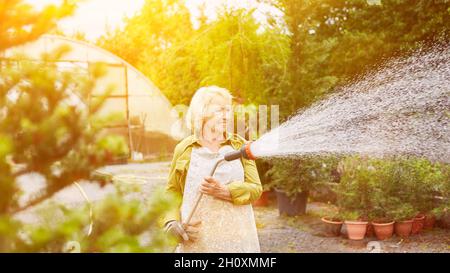 Ältere Frau als Floristin, die im Sommer im Kinderzimmer Blumen mit Gartenschlauch gießt Stockfoto