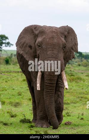 Porträt eines afrikanischen Elefanten, Loxodonta africana, der auf den Fotografen zugeht. Masai Mara National Reserve, Kenia. Stockfoto