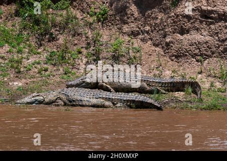 Zwei Nilkrokodile, Crocodilus niloticus, ruhen auf einem Ufer des Mara River. Mara River, Masai Mara National Reserve, Kenia. Stockfoto