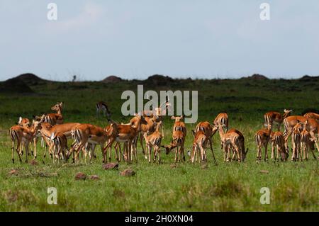 Ein dominanter männlicher Impala, Aepyceros melampus, mit seinem Harem. Masai Mara National Reserve, Kenia. Stockfoto