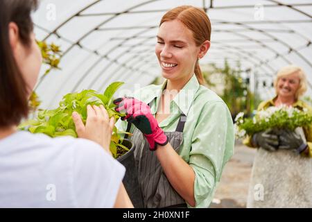 Junge Frau als Gärtnerin und Kundin mit einem Pflanzenanbau im Gewächshaus Stockfoto