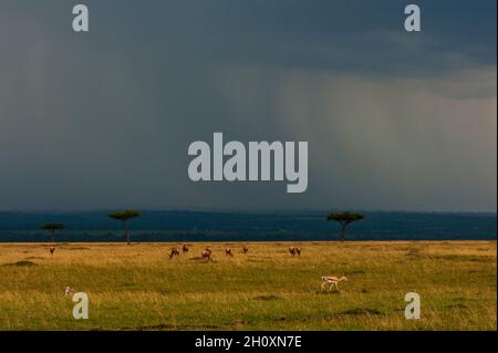 Pflanzenfresser grasen, während sich Sturm auf den Ebenen der Masai Mara nähert. Masai Mara National Reserve, Kenia. Stockfoto