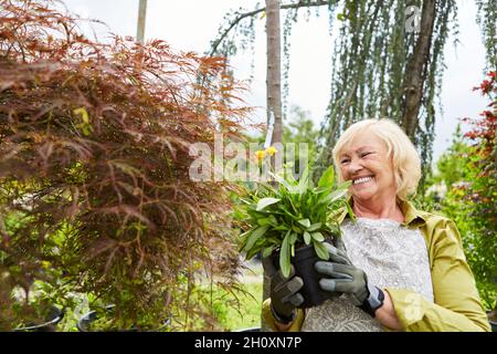 Ältere Frau als zufriedene Gärtnerin mit einer Blume zum Umtopfen in der Gärtnerei Stockfoto