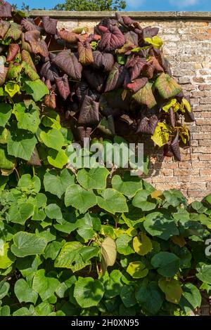 Rote und grüne Blätter ornamentaler Weinrebe bedecken eine Ziegelmauer im Herbst England Vereinigtes Königreich GB Großbritannien Stockfoto