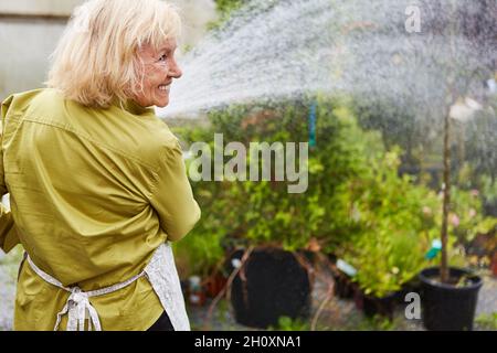 Seniorengärtner gießt Blumen im Gartencenter oder in der Gärtnerei Stockfoto