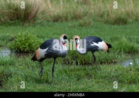 Zwei graugekrönte Kraniche, Balearica regulorum gibbericeps, jagen in einem sumpfigen Gebiet. Masai Mara National Reserve, Kenia. Stockfoto