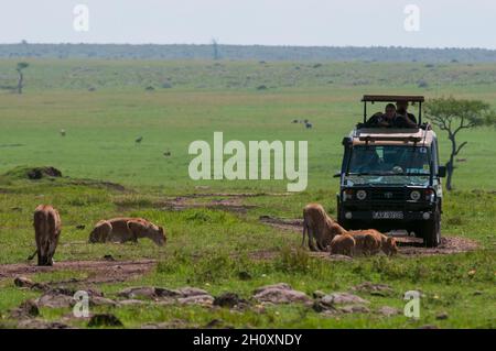 Touristen in einem Fahrzeug fotografieren Löwen, Panthera leo, trinken. Masai Mara National Reserve, Kenia. Stockfoto