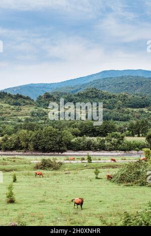 Alm für Weidekühe, Ziegen, Schafe und Pferde - Felder für die Viehfütterung Stockfoto