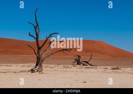 Kameldornbäume und rote Sanddünen vor einem strahlend blauen Himmel. Namib Naukluft Park, Namib Desert, Namibia. Stockfoto