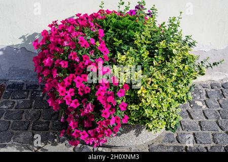 Große Gruppe von leuchtend rosa Petunia axillaris Blüten und grünen Blättern in einem Gartentopf an einem sonnigen Sommertag Stockfoto