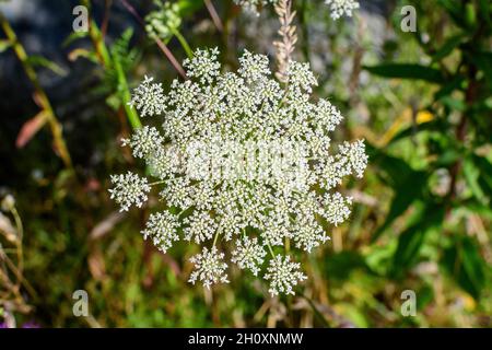 Viele zarte weiße Blüten von Anthriscus sylvestris wilde mehrjährige Pflanze, allgemein bekannt als Kuhschnabelpsilie, wilder Kerbel oder keck in einem Wald, aus Stockfoto