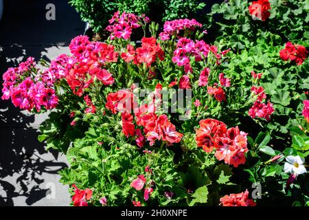 Leuchtend rote und rosa Pelargonium-Blüten, bekannt als Geranien oder Storchschnäbel und frische grüne Blätter in kleinen Töpfen vor einem alten Holzhaus Stockfoto