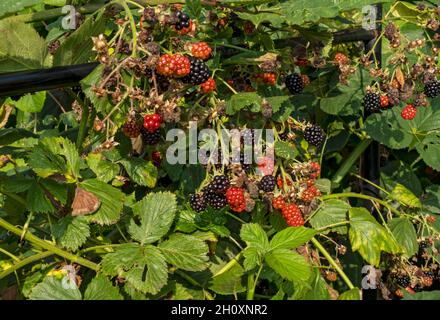 Nahaufnahme von Brombeeren, die im Sommer in einem Garten reifen England Vereinigtes Königreich GB Großbritannien Stockfoto