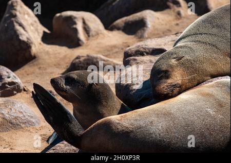 Kapfellrobben sonnen sich auf Sand und Felsen am Kap Fria. Cape Fria, Skeleton Coast, Kunene, Namibia. Stockfoto