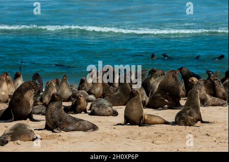 Eine Kolonie von Kappelzrobben sonnt sich am Strand von Cape Fria. Cape Fria, Skeleton Coast, Kunene, Namibia. Stockfoto