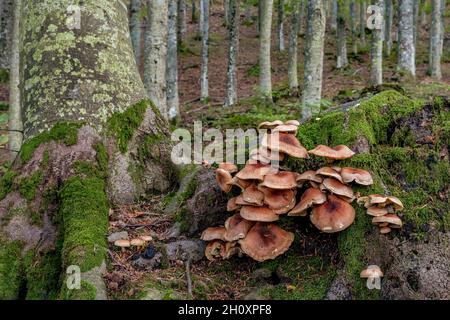 Eine große Gruppe von braunen Pilzen, die in der Herbstsaison im Unterholz an den Wurzeln eines großen Baumes wachsen Stockfoto